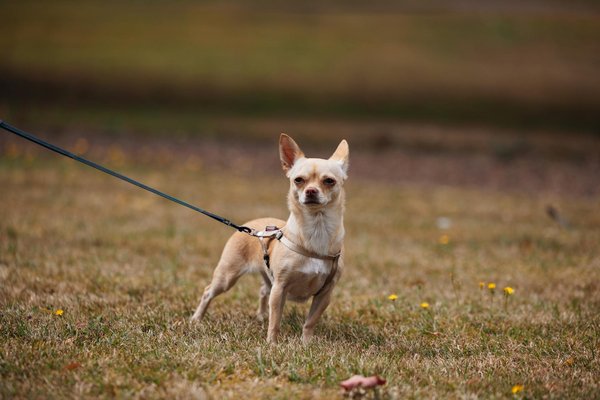 What role does electric vehicle adoption play in the UK automotive market?